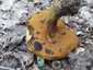 Céklatinóru (Neoboletus xanthopus), Budai-hegység